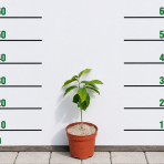 Asimina trojlaločná PAW PAW (Asimina triloba) - výška 30-40 cm, kont. C2L